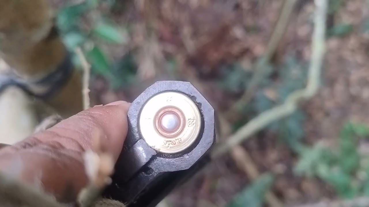 Rendeu uma paca na flor do piquiá