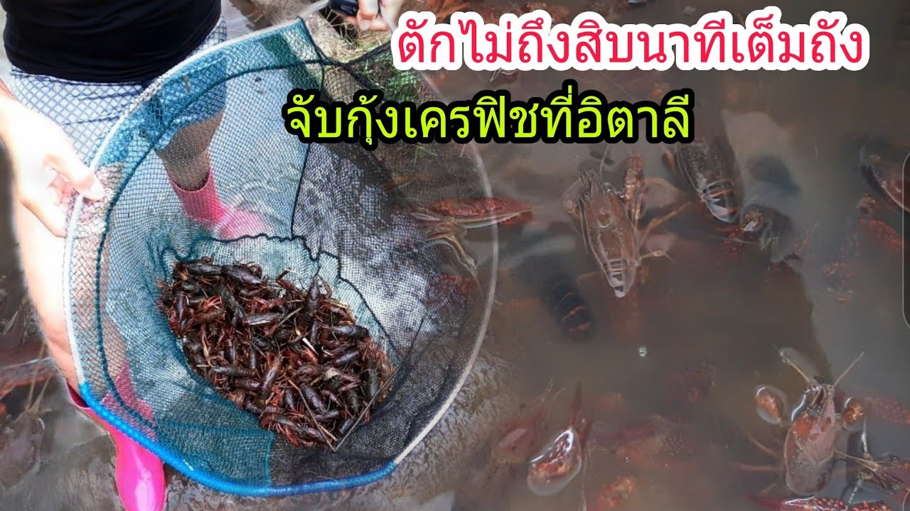 จับกุ้งเครฟิชจะเยอะอะไรขนาดนี้ ตักไม่ถึงสิบนาทีเต็มถัง ปลาก็เยอะมาก บรอนซั้นช่วยม้ามมี้จับ