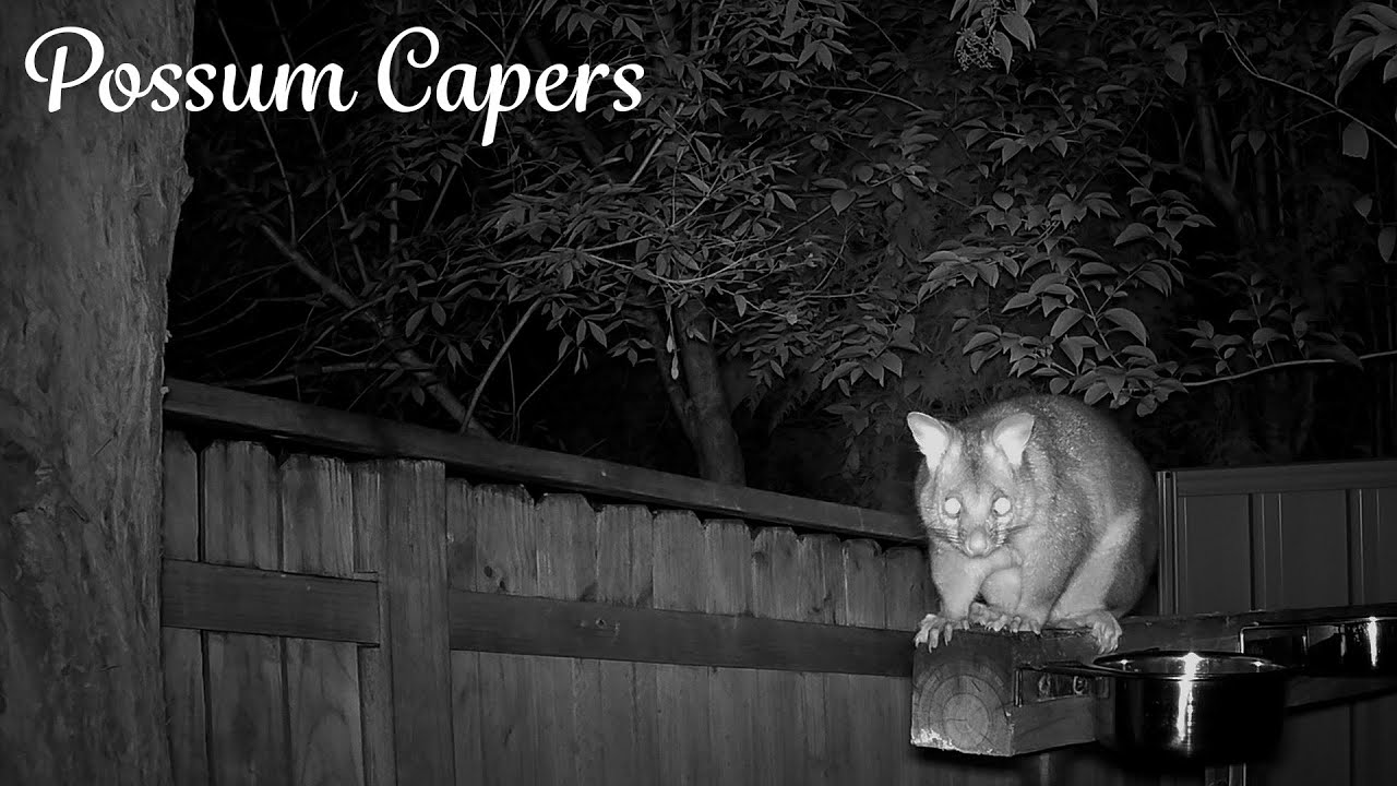 Shy-Guy is a Busy Guy