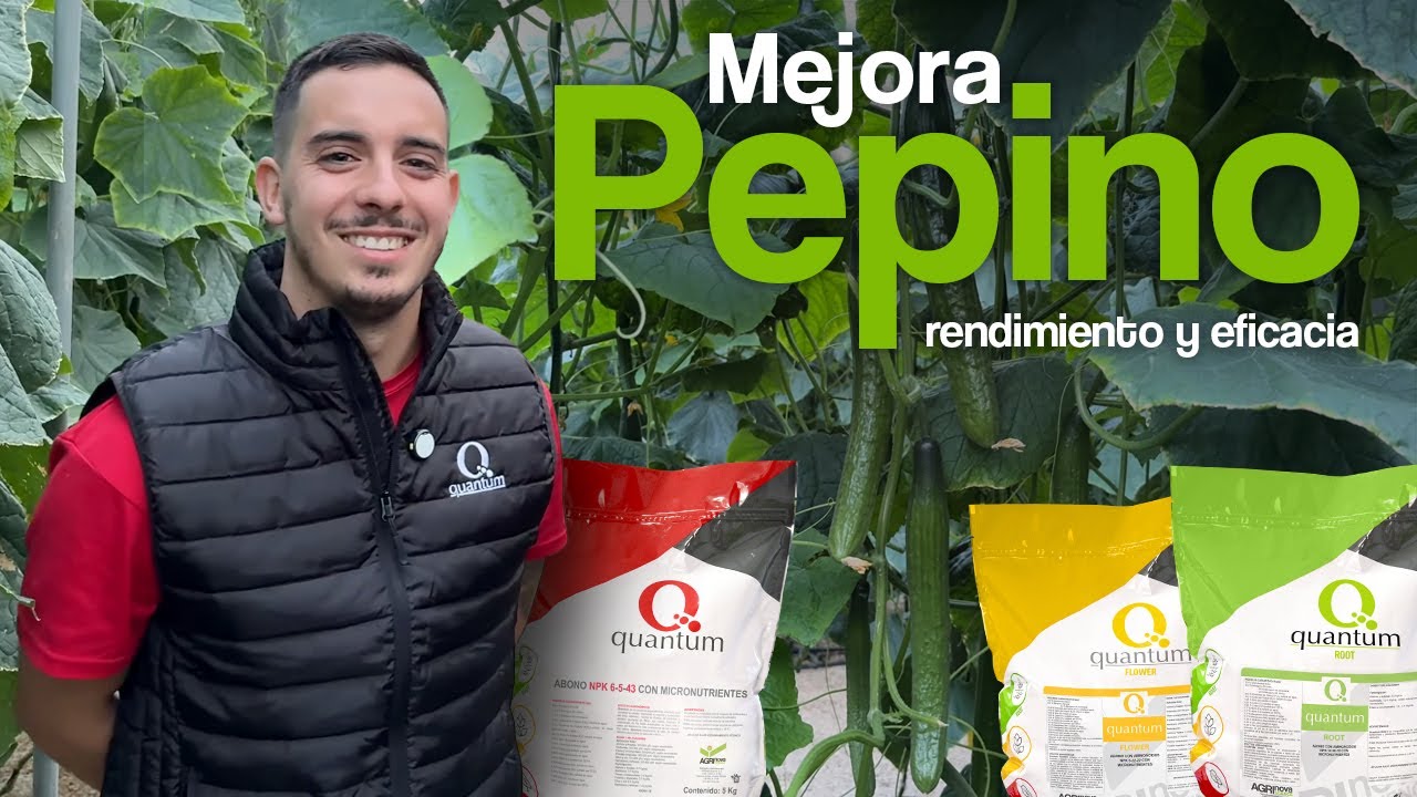 Cómo mejorar la calidad de fruto en cultivo de Pepino | Caso de éxito en Castell de Ferro, Granada