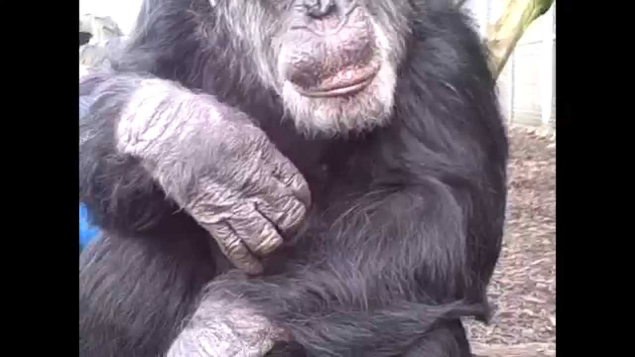 Meaningful  informational exchange and pantomime in chimpanzees