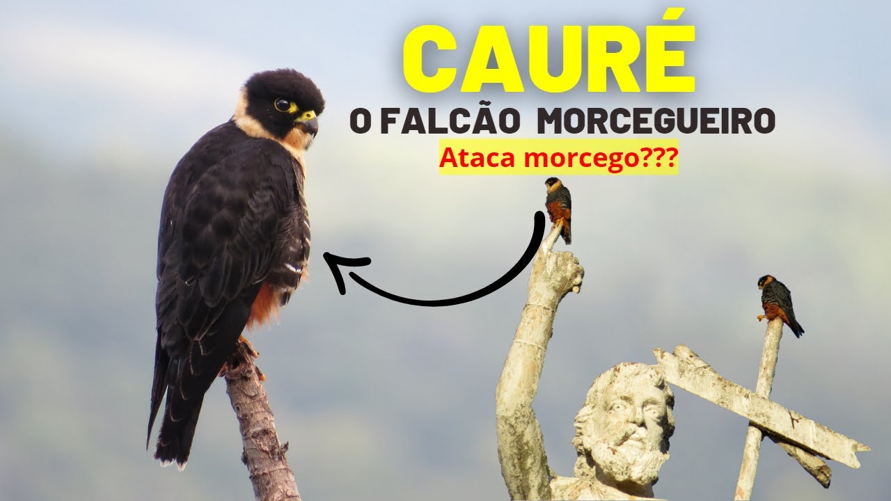 CAUR&Eacute; : conhe&ccedil;a um dos menores falc&otilde;es do Brasil.