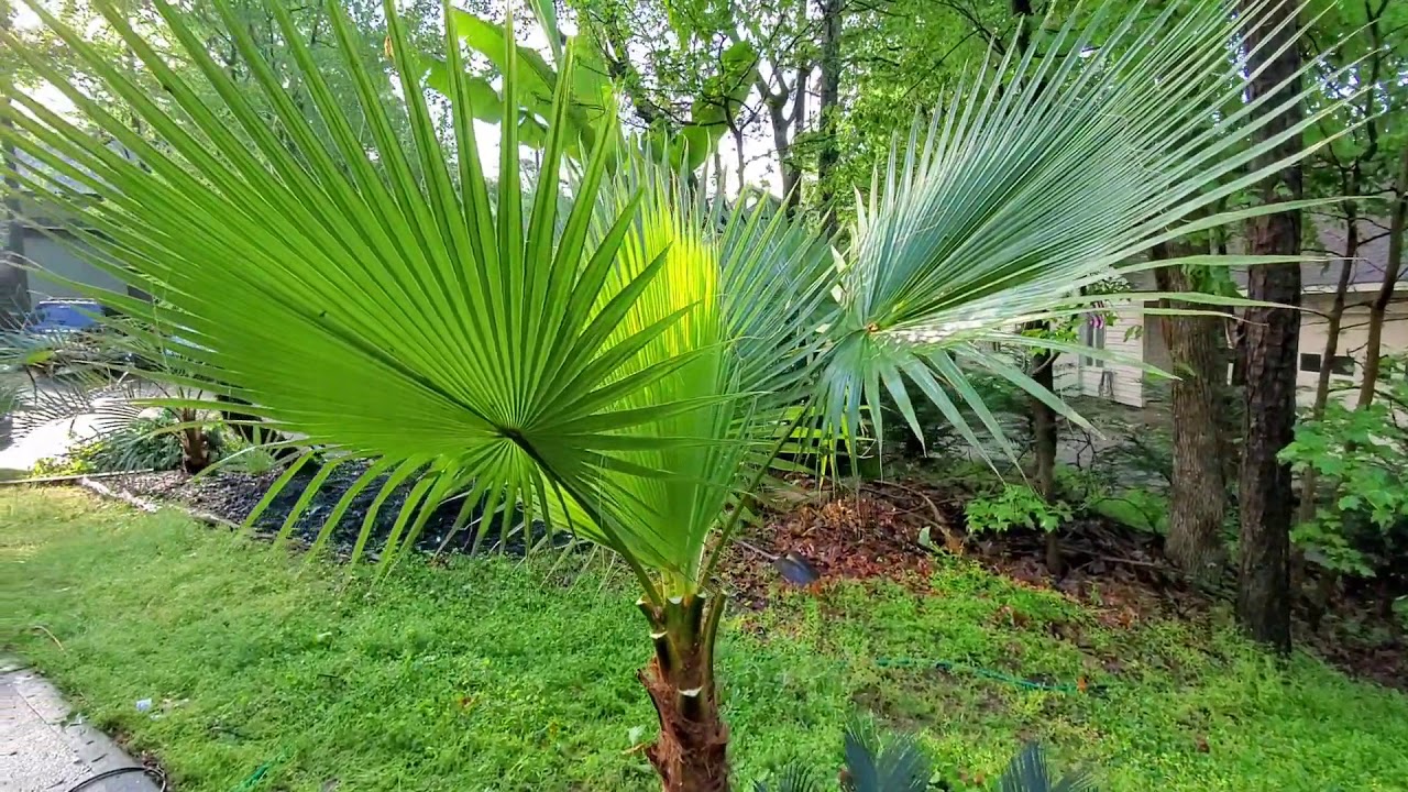 Washingtonia Robusta Haircut