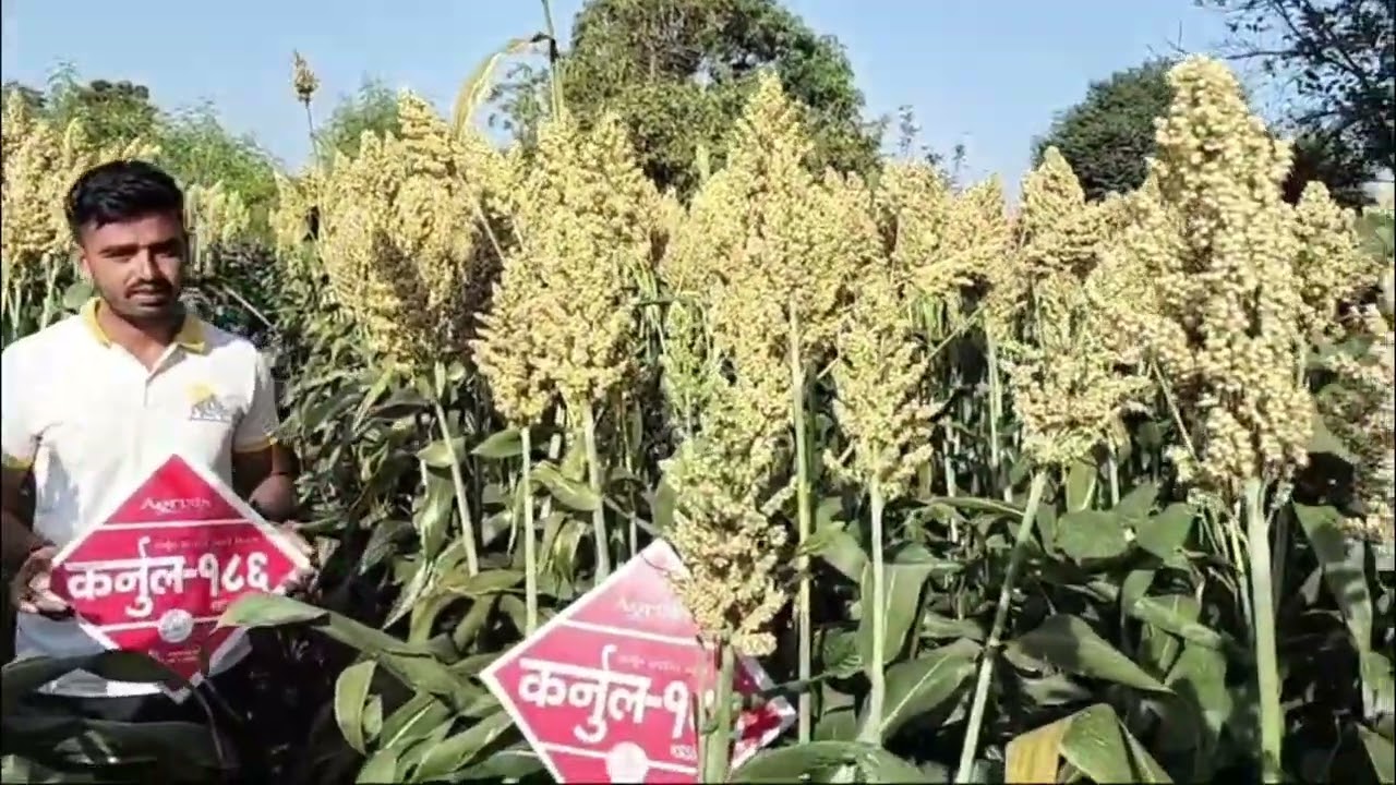 Kurnool Seeds Hybrid Jowar : KSSH-186 #highyielding #hybridsorghum