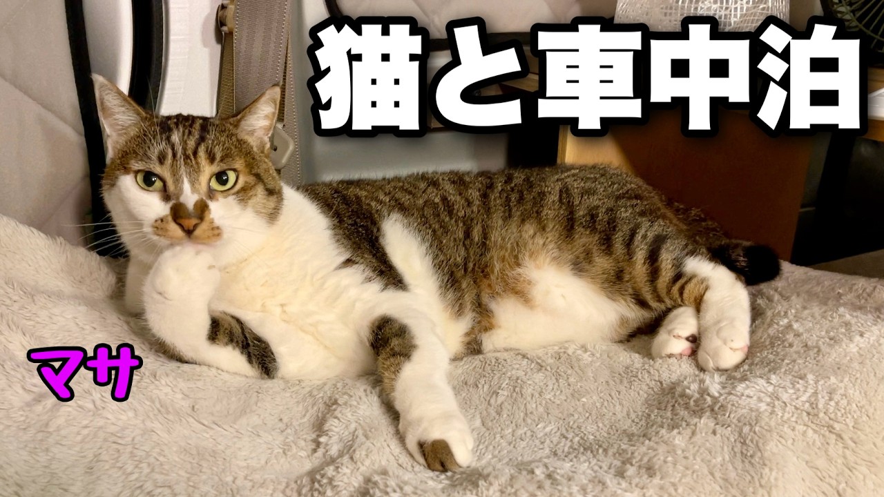 【猫と軽バン車中泊】ポータブル電源を使わない車中泊。寂しそうな猫のマサと一緒に過ごす静かな夜