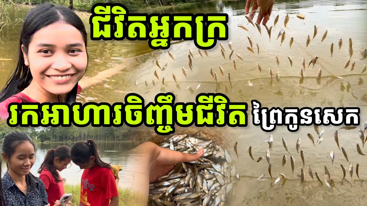 ជីវិតអ្នកក្រ រកអាហារចិញ្ចឹមជីវិតដាក់មងនៅភូមិព្រៃកូនសេក ក្រុងបាត់ដំបង, fishing by net