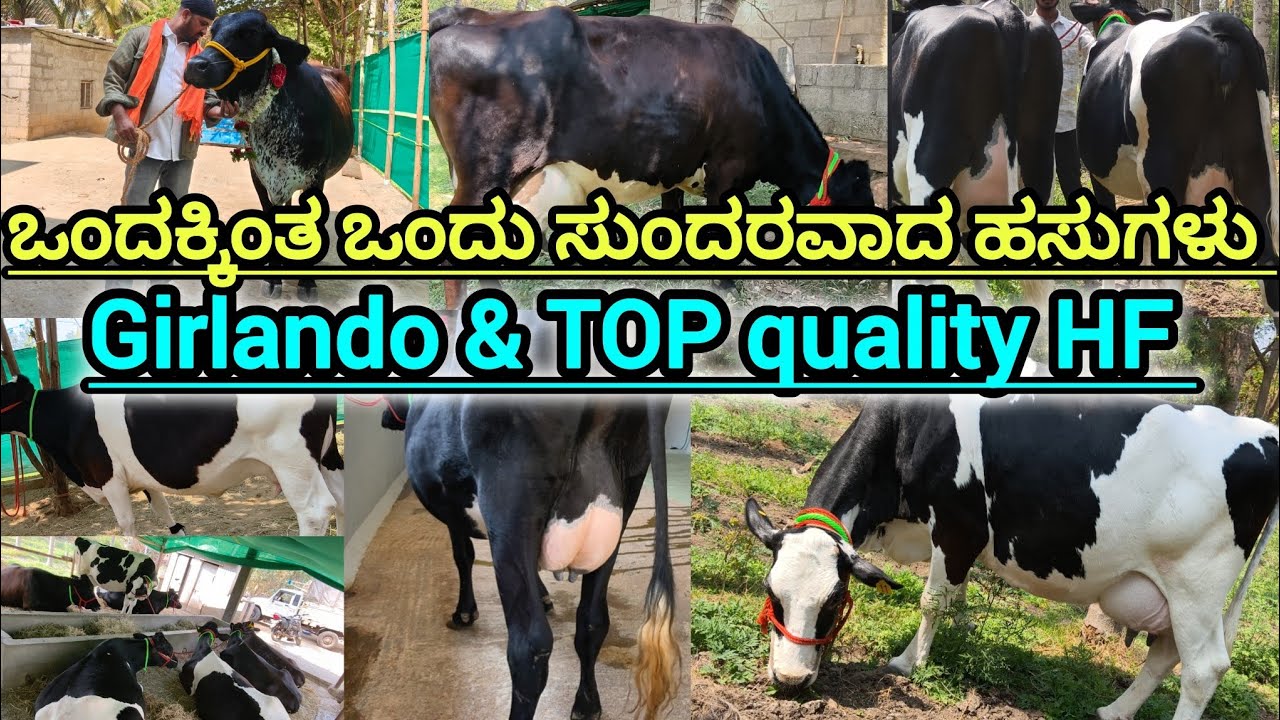 ಒಂದಕ್ಕಿಂತ ಒಂದು ಸುಂದರವಾದ ಹಸುಗಳು Greenland and top quality HF breeds sale 