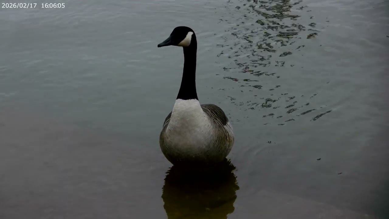 canadian geese existing (preening + drinking + swimming)