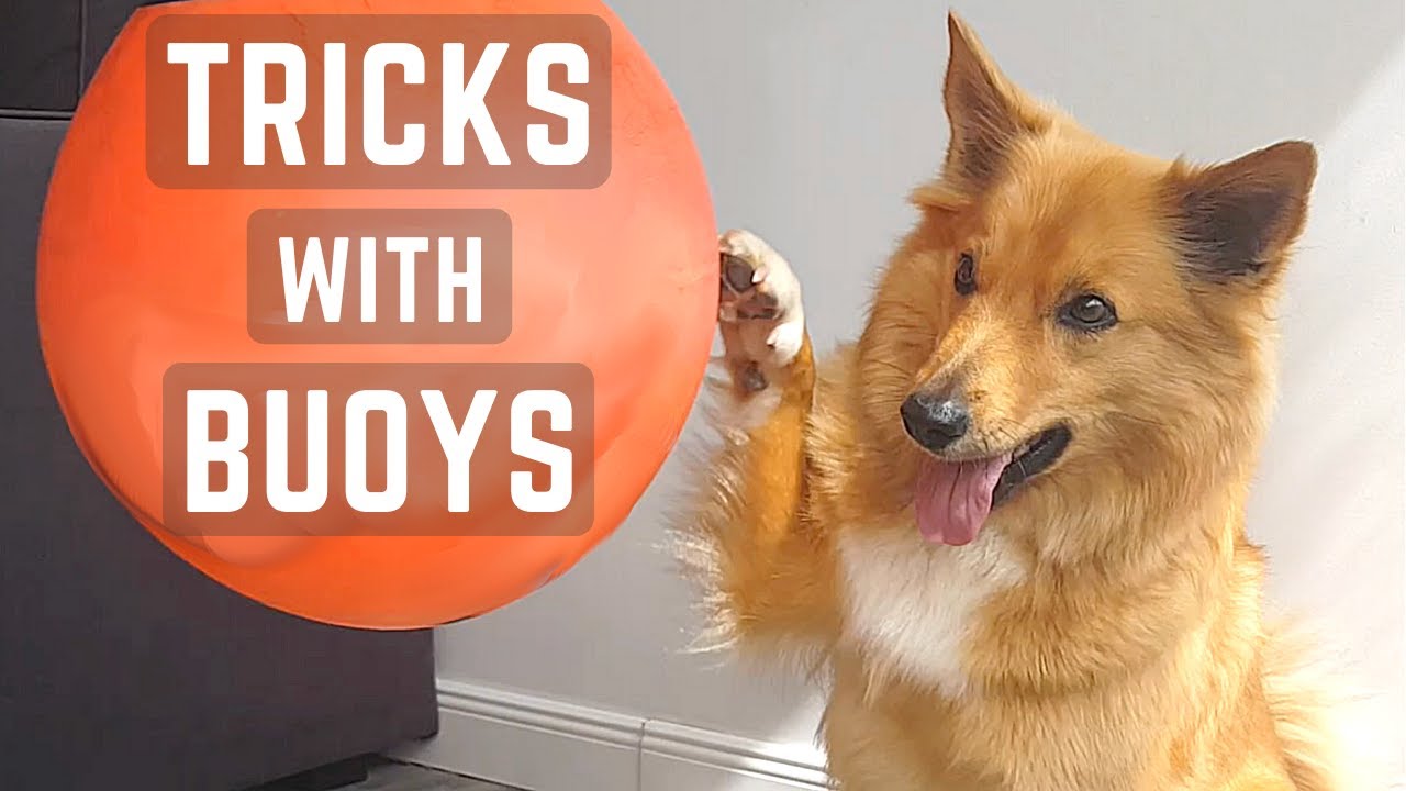 5 TRICKS WITH 2 BUOYS - Icelandic Sheepdog Sara (Trick Dog Training)