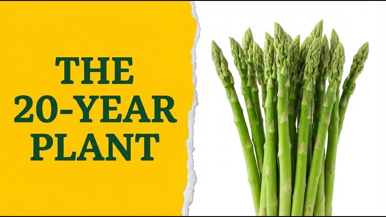 The 20-Year Plant Almost Nobody Grows Anymore - What Really Happened