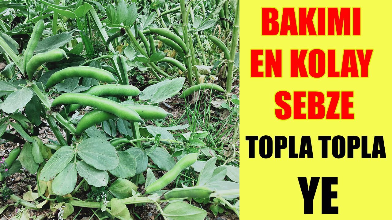 HERKESİN YETİŞTİREBİLECEĞİ BAKIMI EN KOLAY SEBZE, BAKLA YETİŞTİRME, BAKLA NASIL YETİŞTİRİLİR