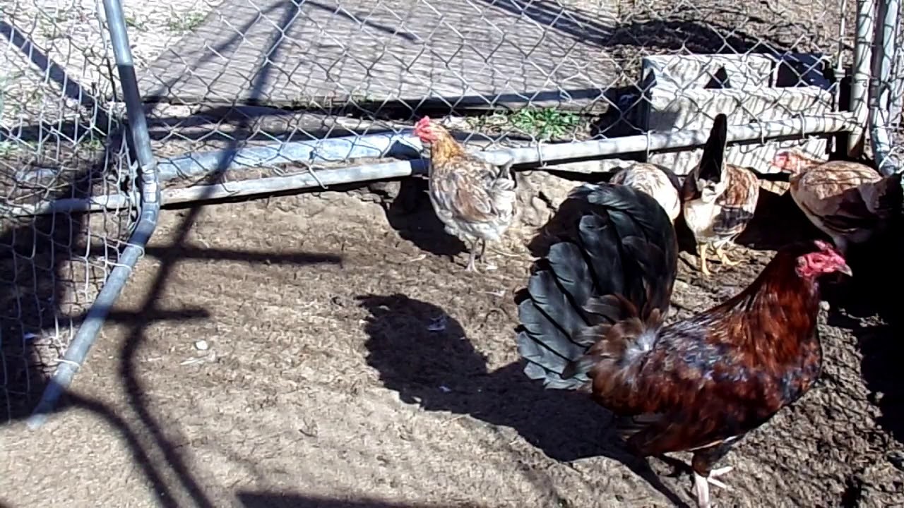 Hennie Gamefowl