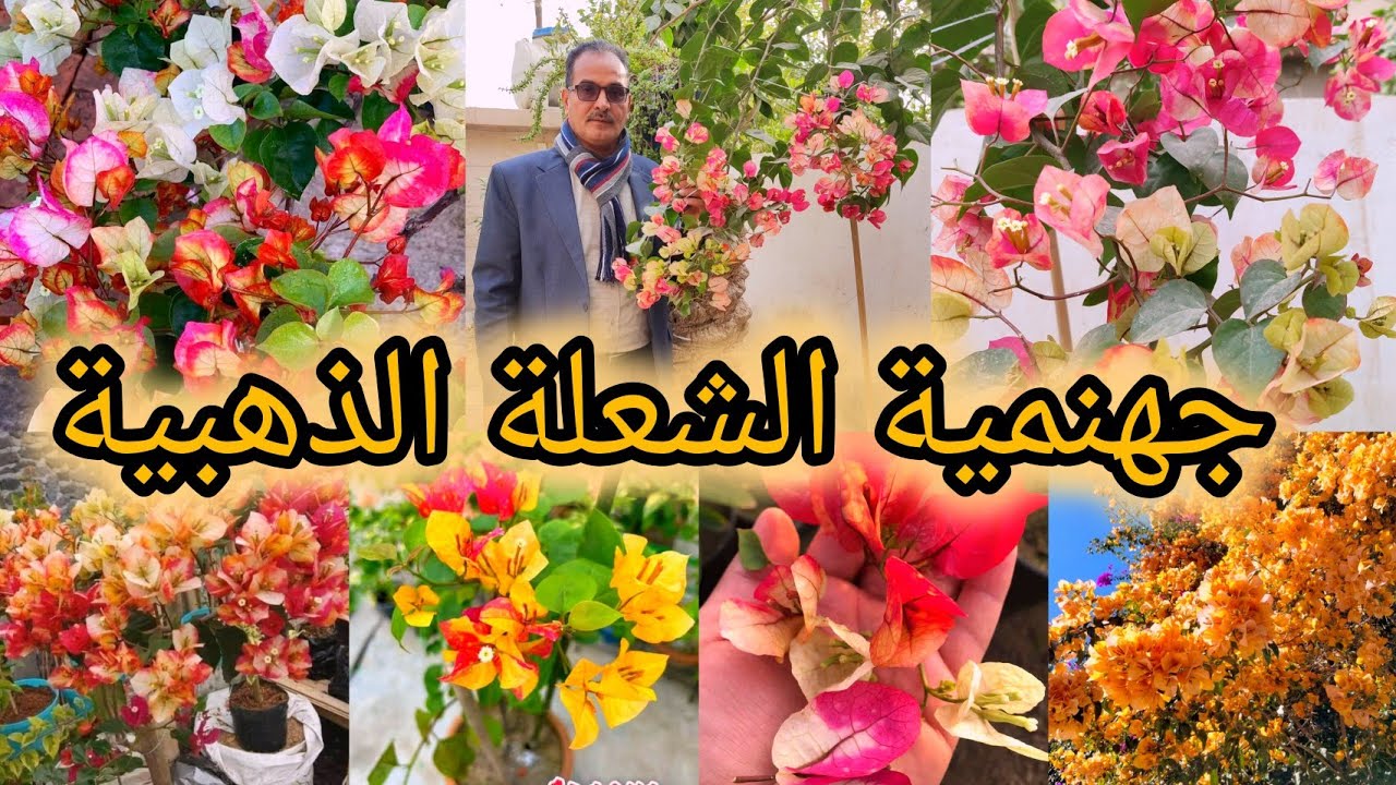 جهنمية الشعلة الذهبية متوفرة بالعراق 🇮🇶 Golden flame bougainvillea plant in iraq تعرفوا على الأنواع