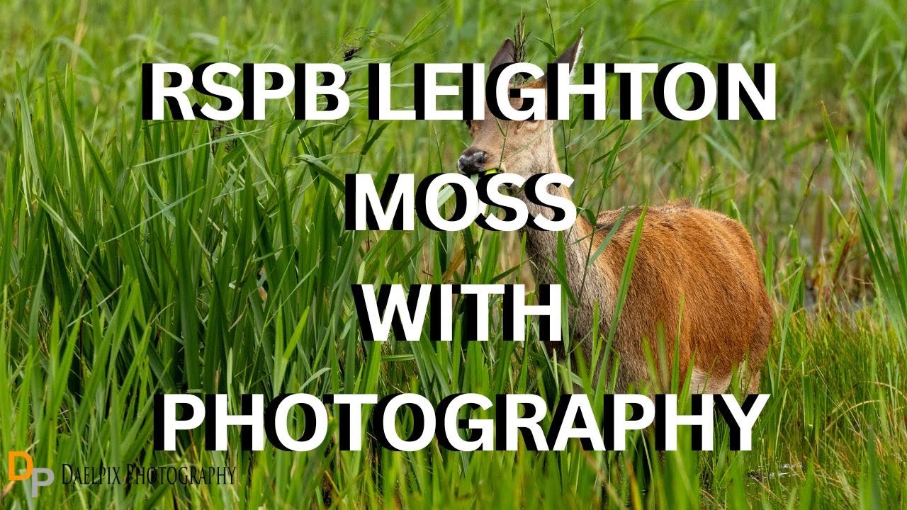RSPB Leighton Moss with Photography