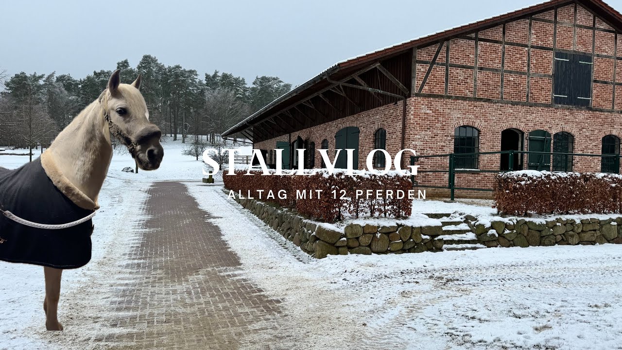 Alltag mit 12 Pferden🫶🏼🐴