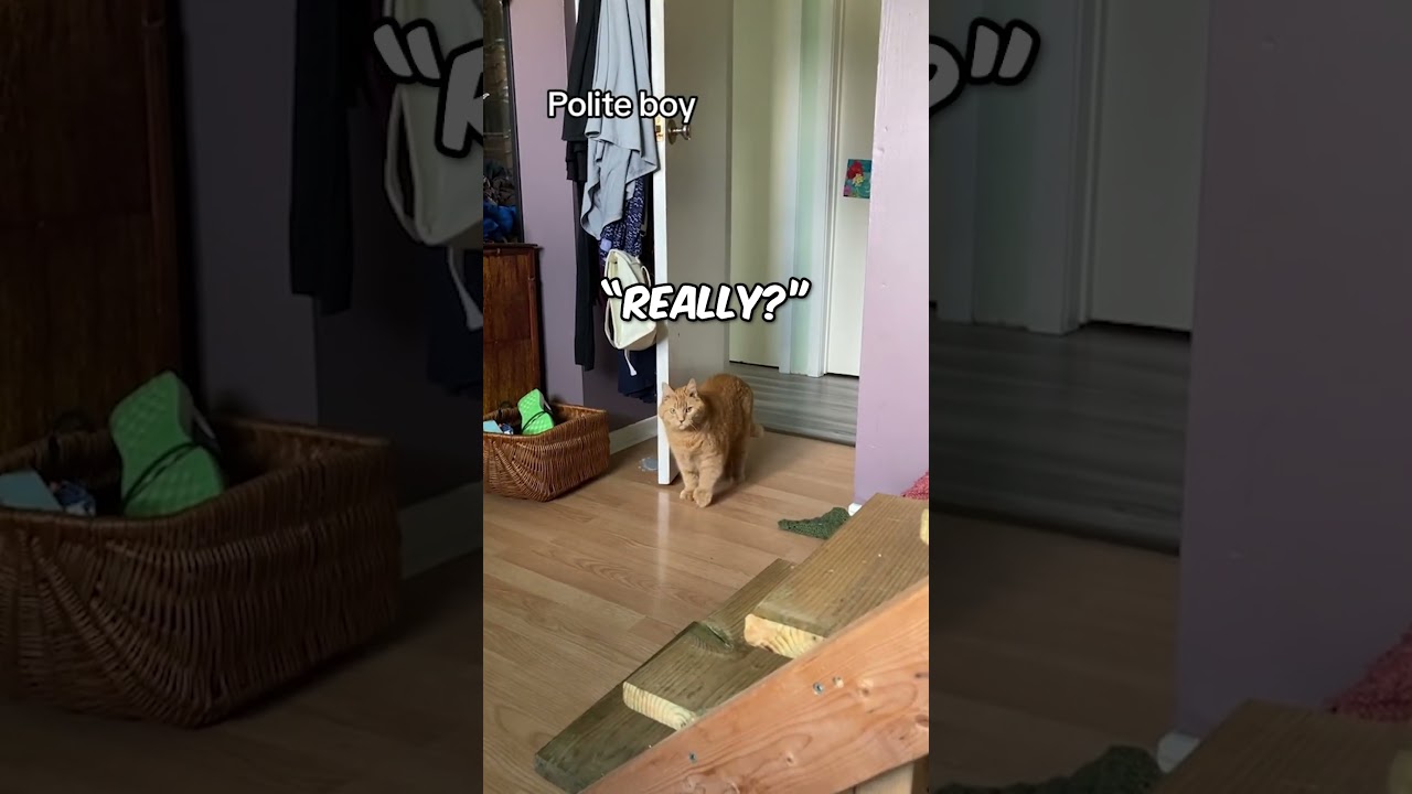 The most polite kitty in the world  😱