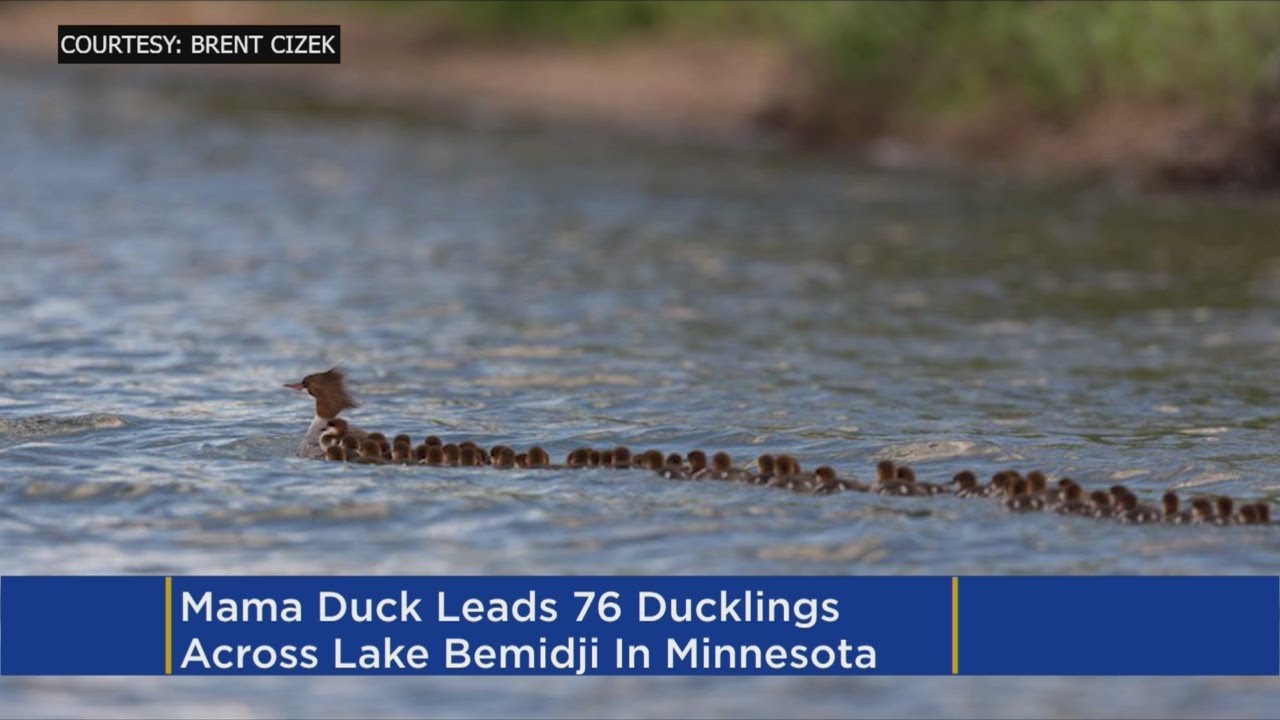 Bemidji Photographer Snaps Photo Of Mama Duck With 76 Babies