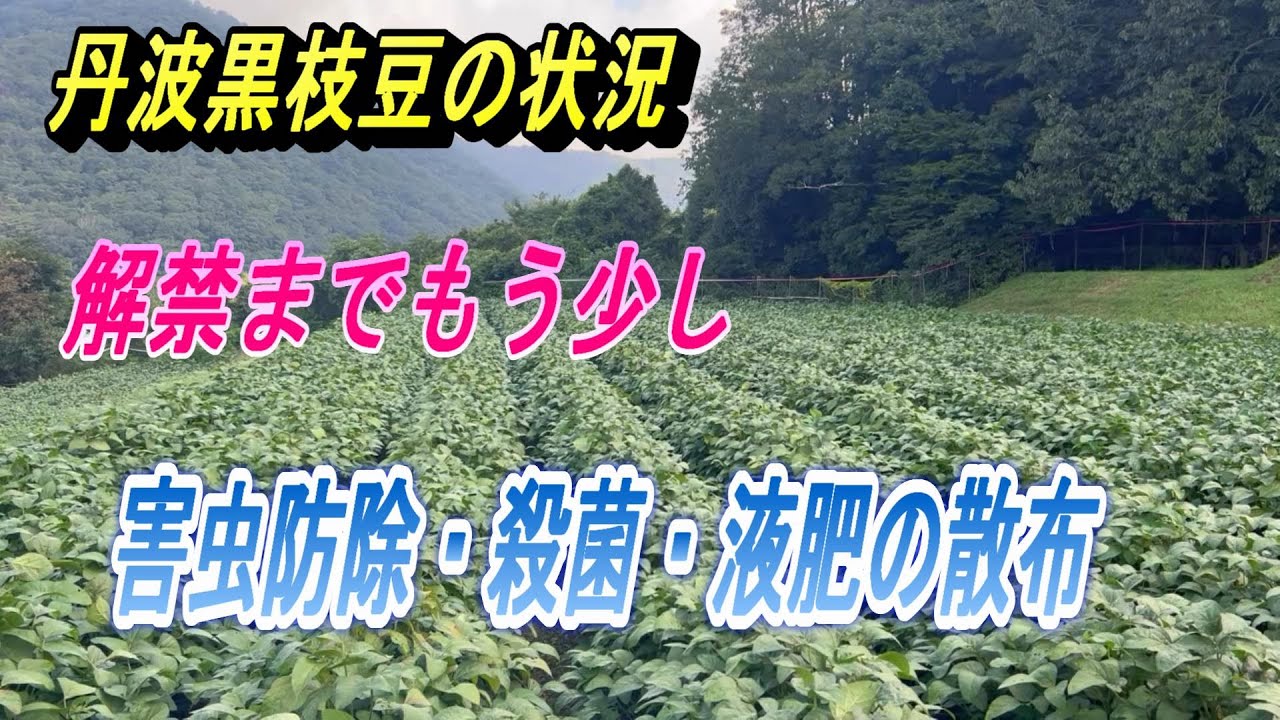 【丹波黒大豆】黒枝豆の解禁までもう少しだ～。豆畑の状況と害虫防除・殺菌・液肥を同時散布します。