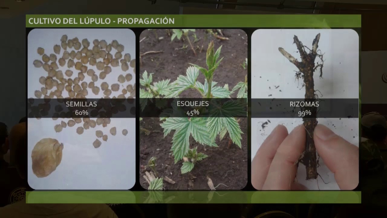 Armin Martin:  Lúpulo, Cultivo y procesos a microescala - Festival Somos Cerveceros - lúpulo Puyehue