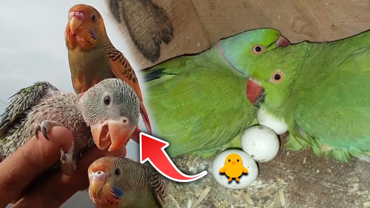 indian Ringneck Parrot Breeding Tips 🧐