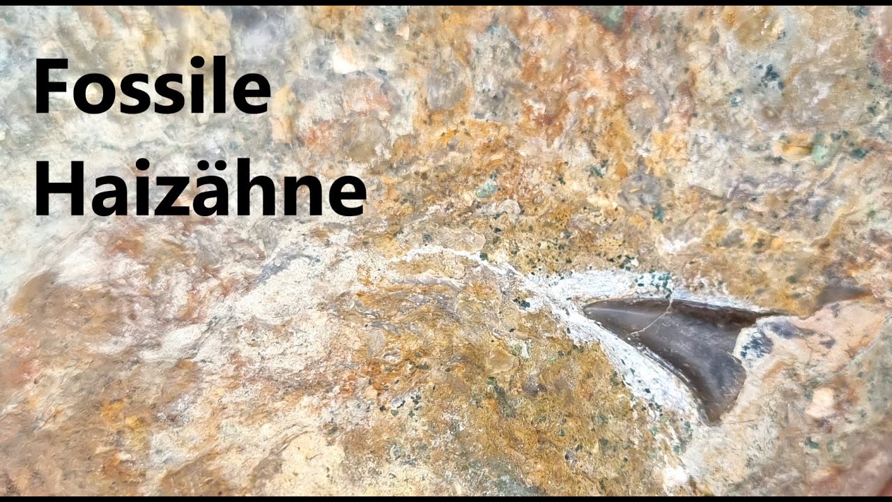 Haizähne suchen - Mein kleiner Ausflug in die Kreidezeit