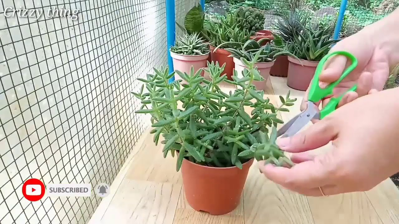 Pickle Plant - Cutting And Planting | Succulent | Crizzy thing