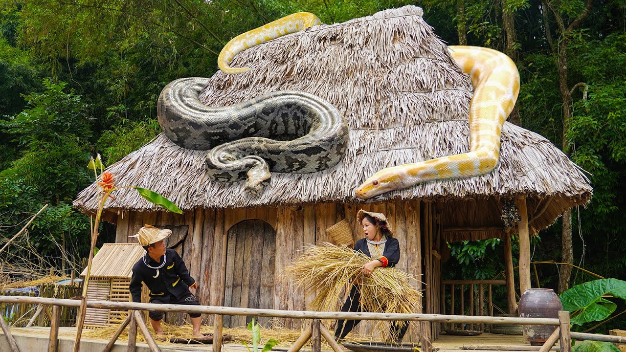Dwarf Family hand-processed rice grains from harvested plants | Panicked To Meet Giant Pythons