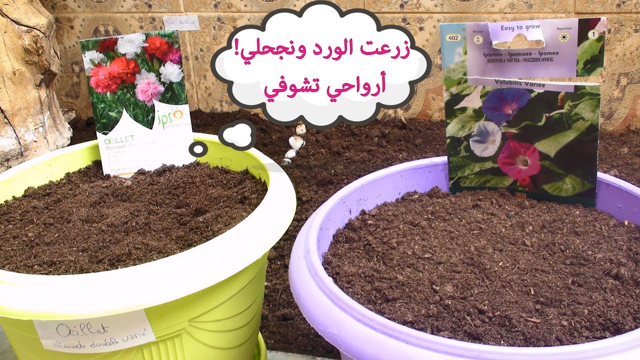 حديقة بيتنا - اجعلي بيتك جنة / كيفاش زرعت الورود ونصائح لمحبات النباتات المنزلية