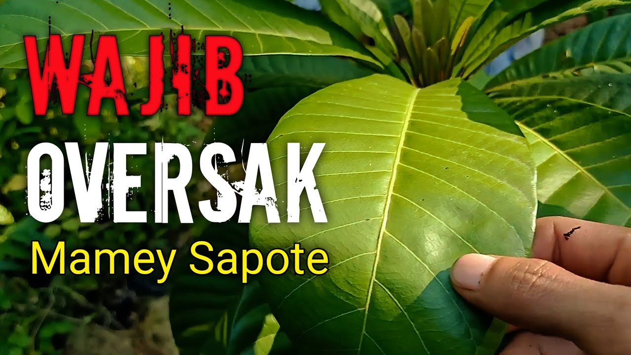 WAJIB OVERSAK/GROUNDING MAMEY SAPOTE BILA SUDAH SEPERTI INI...!
