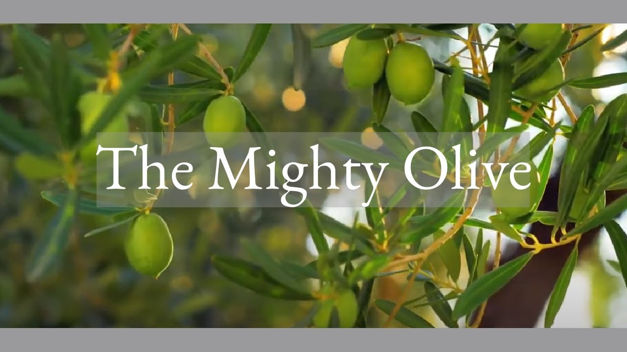 The Mighty Olive. Tour Greece. All about olive oil and olives, and visit a 1200 yr. old olive tree.