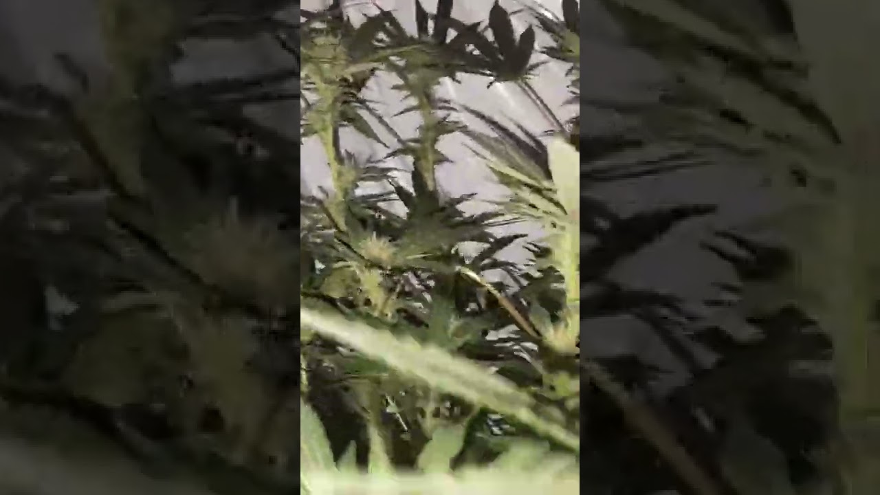stardawg week 3 flower