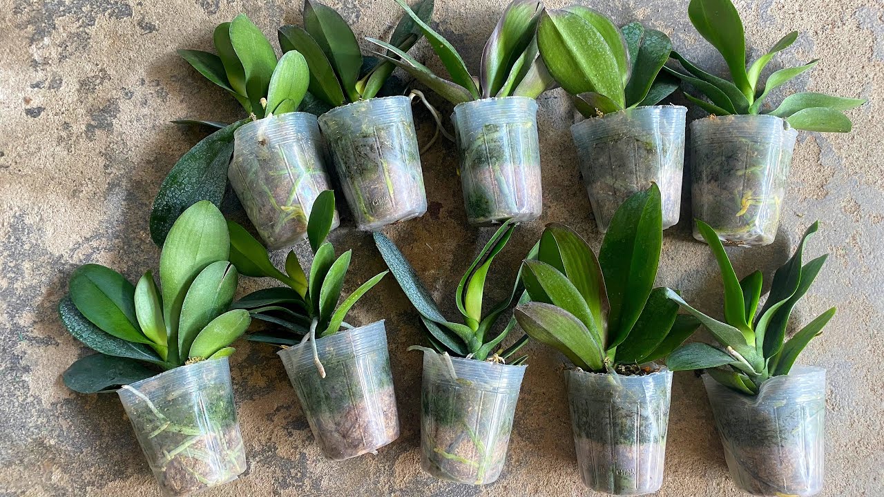 How to treat and replant orchids bought from the store damaged during shipping