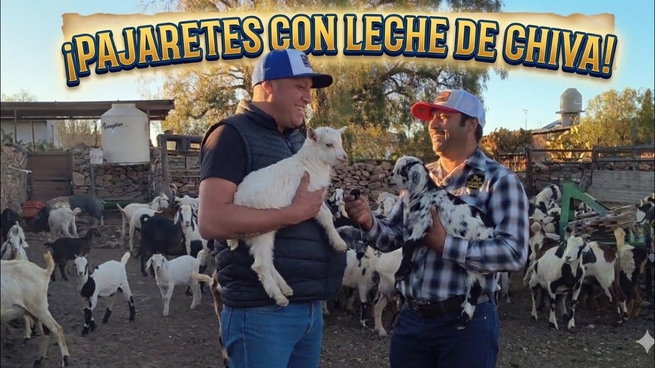 En la compra de chivas con Don Genaro para el negocio de los Pajaretes 🥛🐐