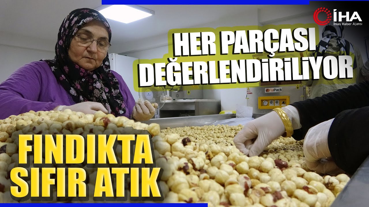Fındıkta Hasat ve Kurutma Bitti Kırma Kavurma Paketleme Dönemi Başladı