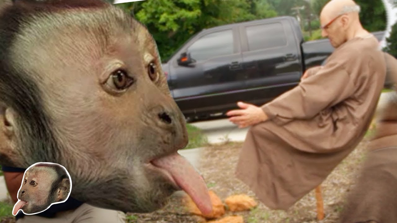 Monkey Reacts to Floating Monk! (Special Head)
