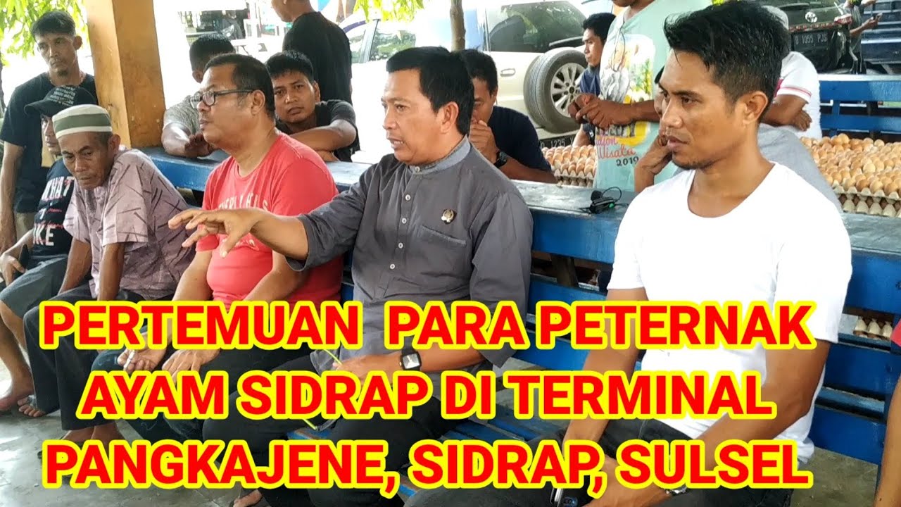 HARGA TELUR DI JAWA MELONJAK, PETERNAK AYAM SIDRAP RAPATKAN HARGA JUAL, IKUTI  HARGA P. JAWA