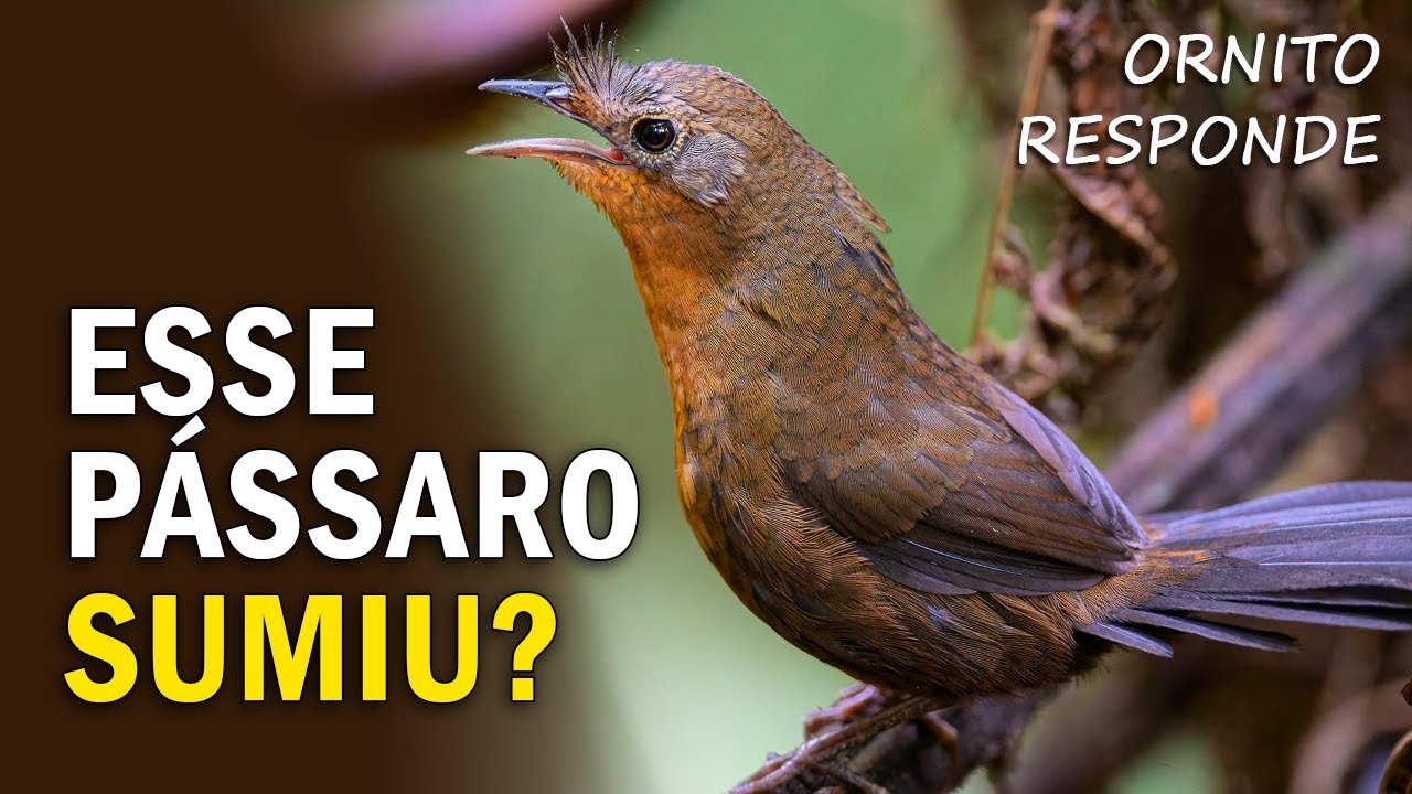 O PÁSSARO que NINGUÉM MAIS VIU? Ornitólogo Responde 65