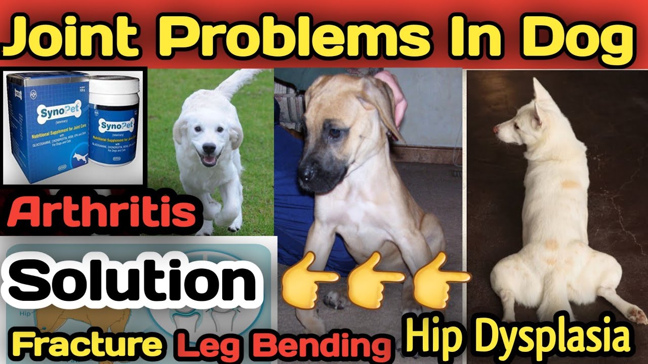 joint problems in dogs || fracture in dogs || hip dysplasia || only 1 solution || जानिए ईलाज Joints