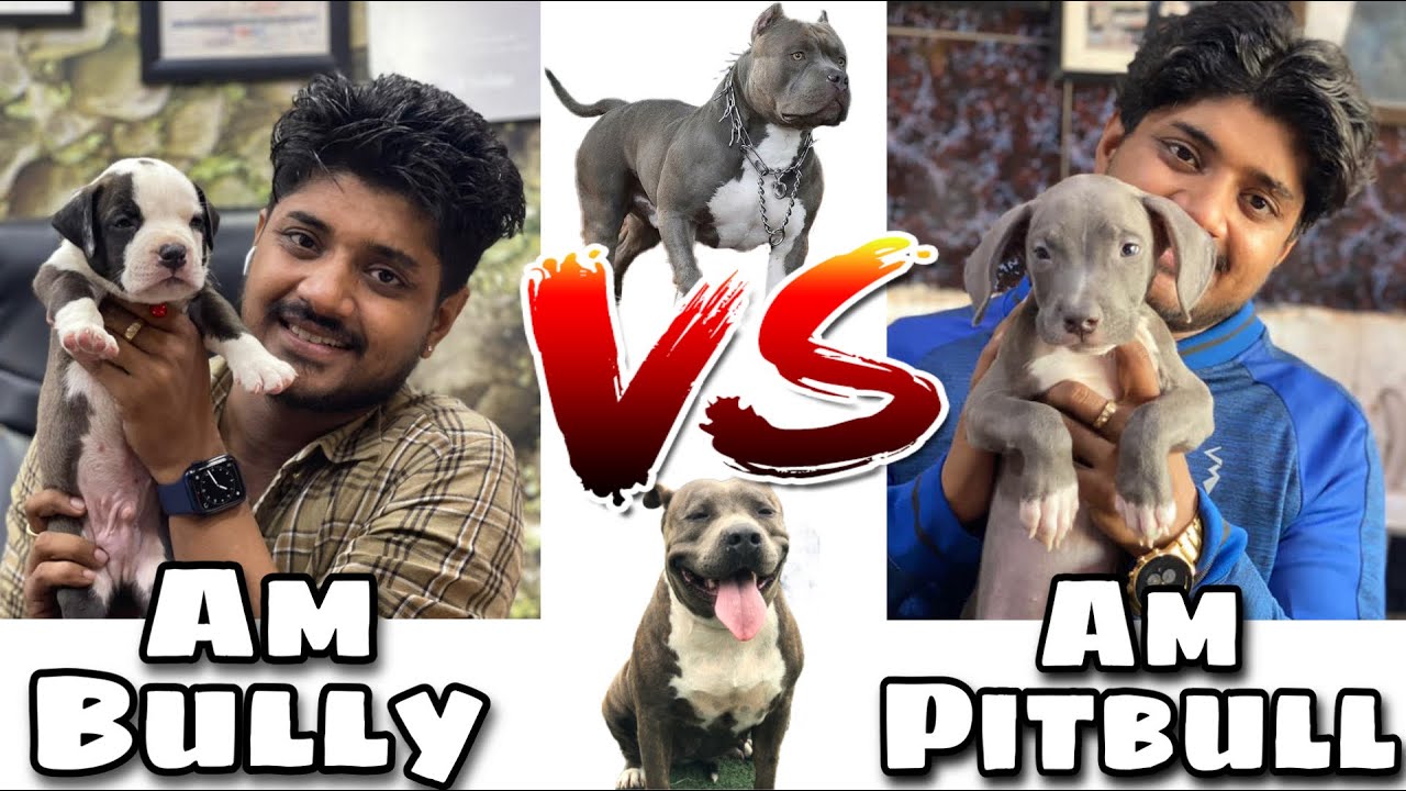 Difference between American Bully & Pitbull Terrier ? | Saurabh Dog Kennel | Contact - 9140752208