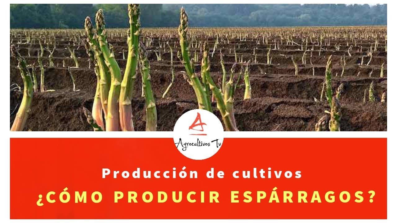 #2.EL ESPARRAGO: MANEJO AGRONÓMICO DEL ESPARRAGO