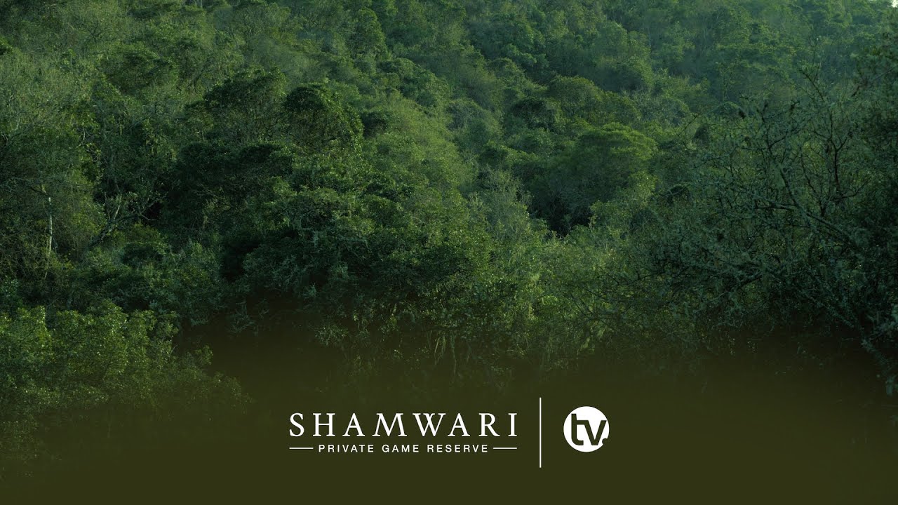 The Biome's of Shamwari Private Game Reserve Part 1: Forest and Albany Thicket