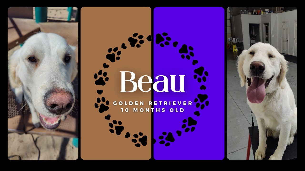 Herriman City Dog Trainers ||| OLK9 Utah ||| 10 Month Old Golden Retriever, Beau