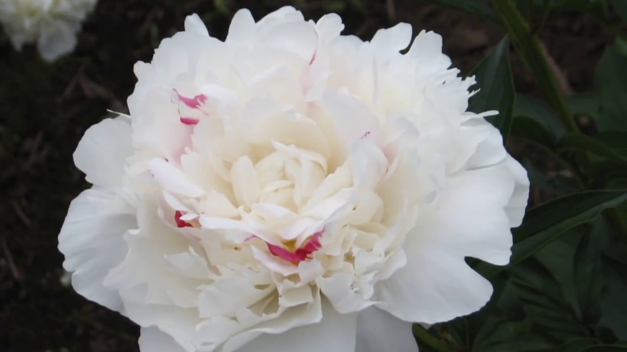 日本最大級の芍薬園　品種名入り芍薬図鑑