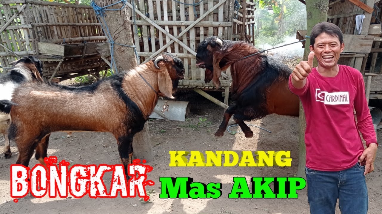 AKHIRNYA DELOK KANDANGNYA MAS AKIP KAMBING JAWA RANDU JUMBO
