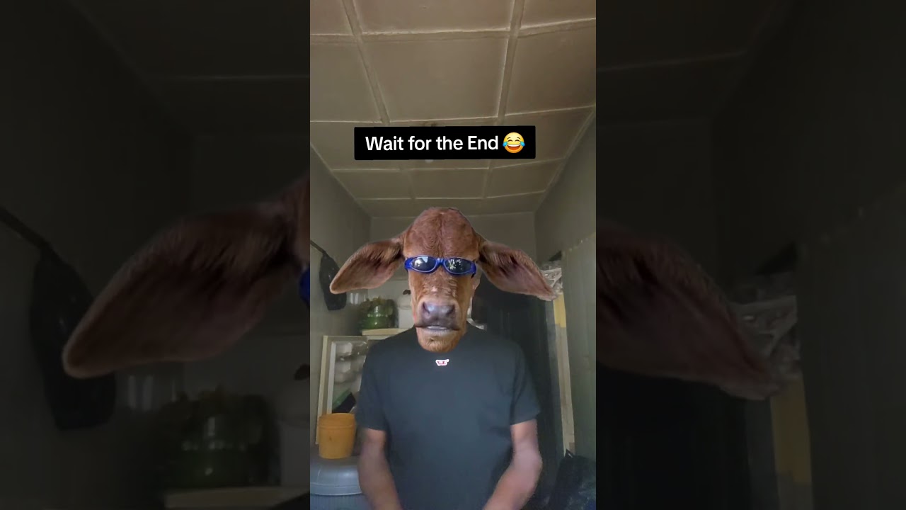 What's the cow doing 👀 