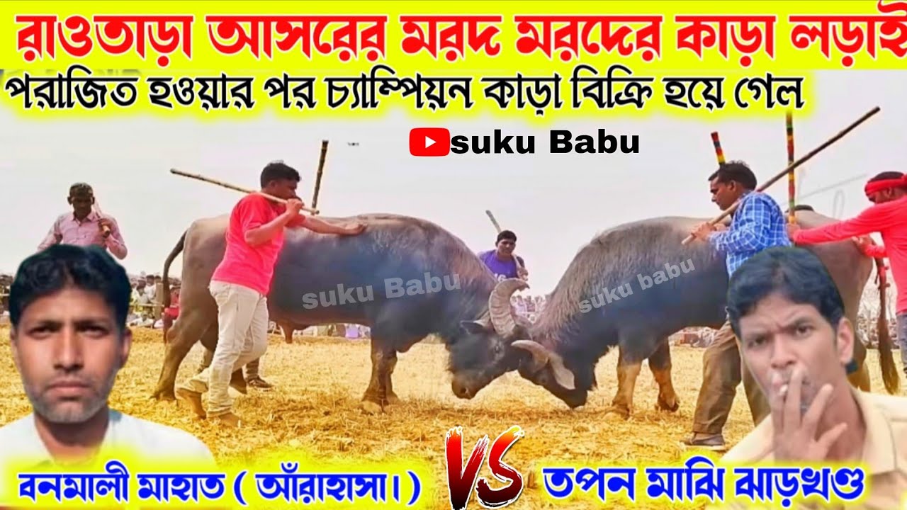 রাওতাড়া আসরের মরদ মরদের কাড়া লড়াই পরাজিত হওয়ার পর চ্যাম্পিয়ন কাড়া বিক্রি হয়ে গেল.. 