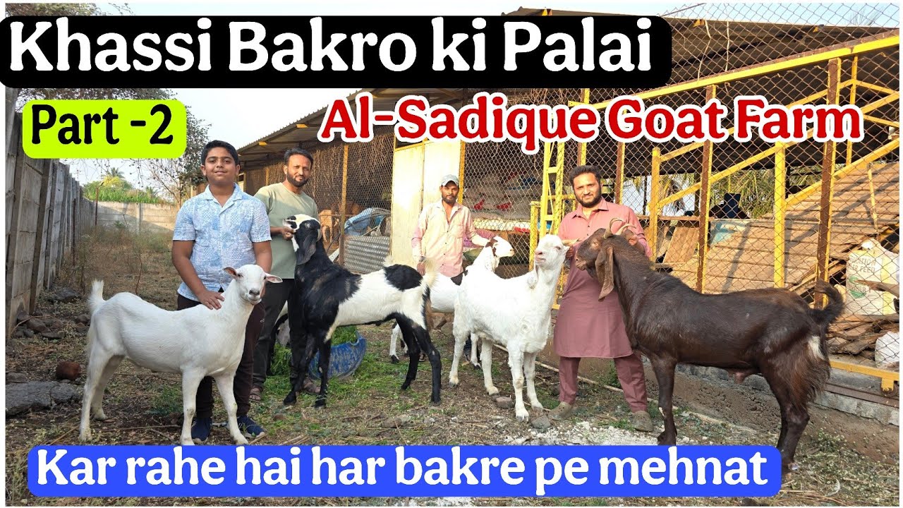 P-2 Khassi Bakro ki Shandar Palai at Al-Sadique Goat farm Nashik Maharashtra 
