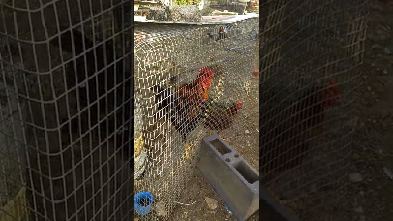 Gallinero,gallos ingleses y gallinas inglesas
