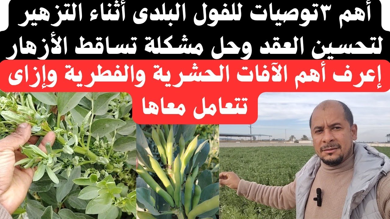 #إعرف أهم ٣توصيات للفول البلدى لتحسين العقد وحل مشكلة تساقط الأزهار #اكسبلور#farming#ترند#تيك_توك 