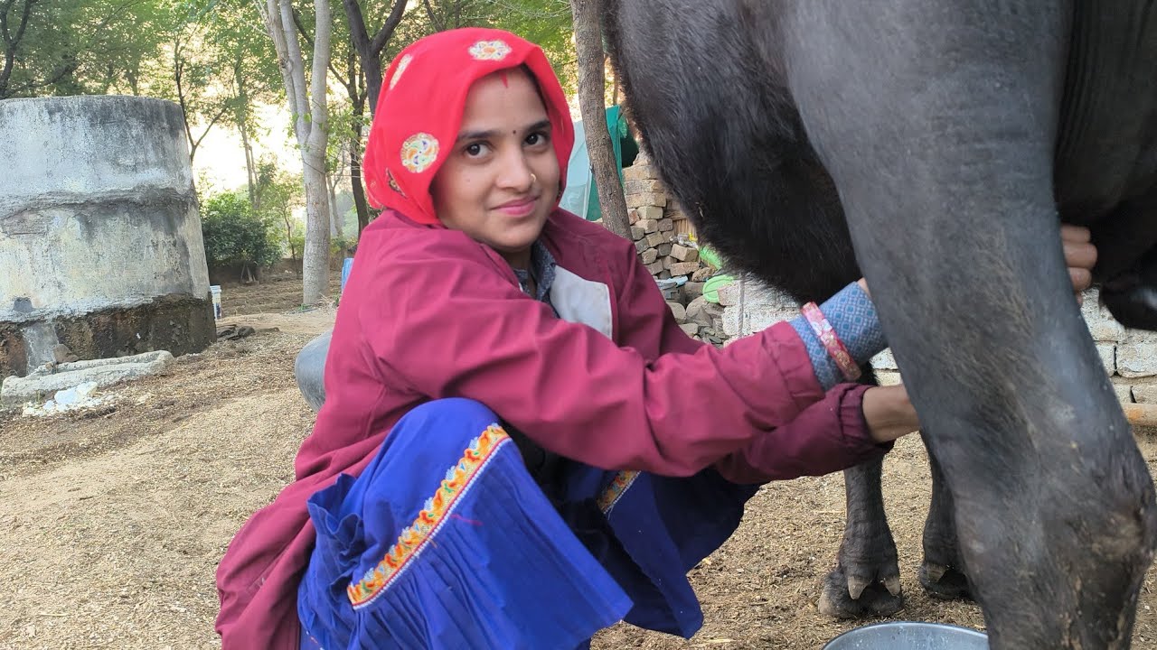 Bhais buffalo milking cow milk doodh india rajsthan || गाय भैंस दूध काढ़ना सीके Rajasthan India 